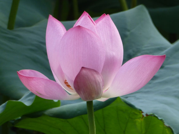 Lotus