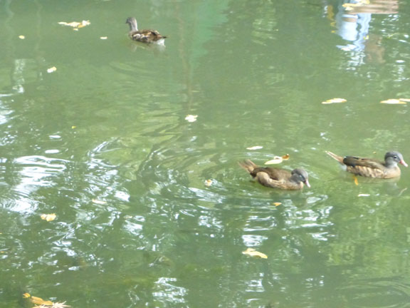 Ducklings