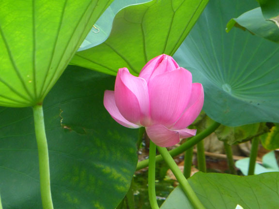 Lotus