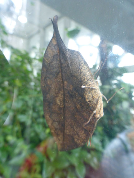 ButterflyLeave